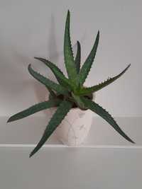 Aloe Vera em vaso de cerâmica com 17 cm