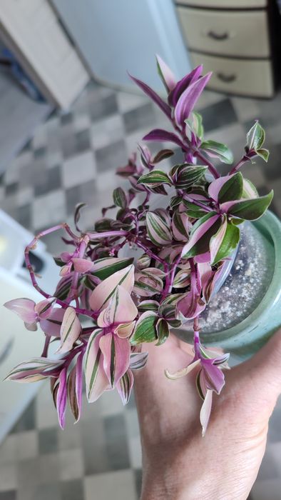 Хамедорея меса китайська