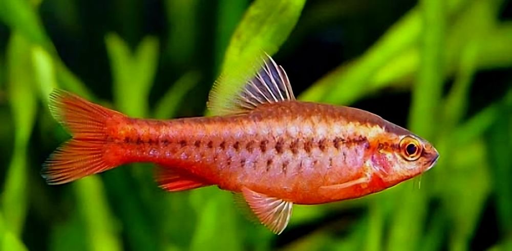 Brzanka titeya/ Brzanka wysmukła