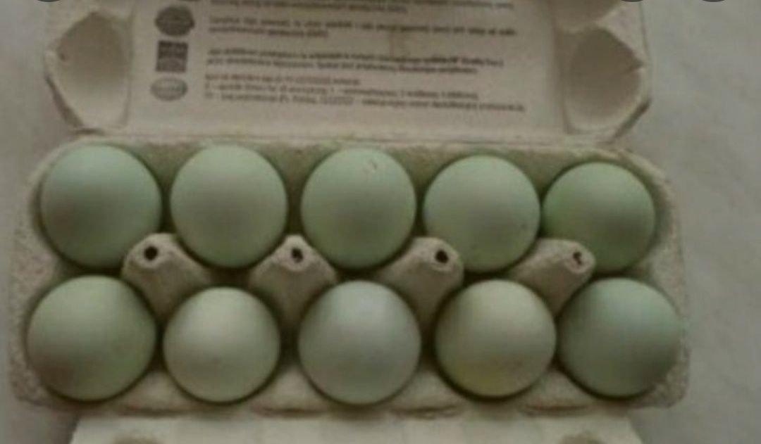 Jaja lęgowe - zielone