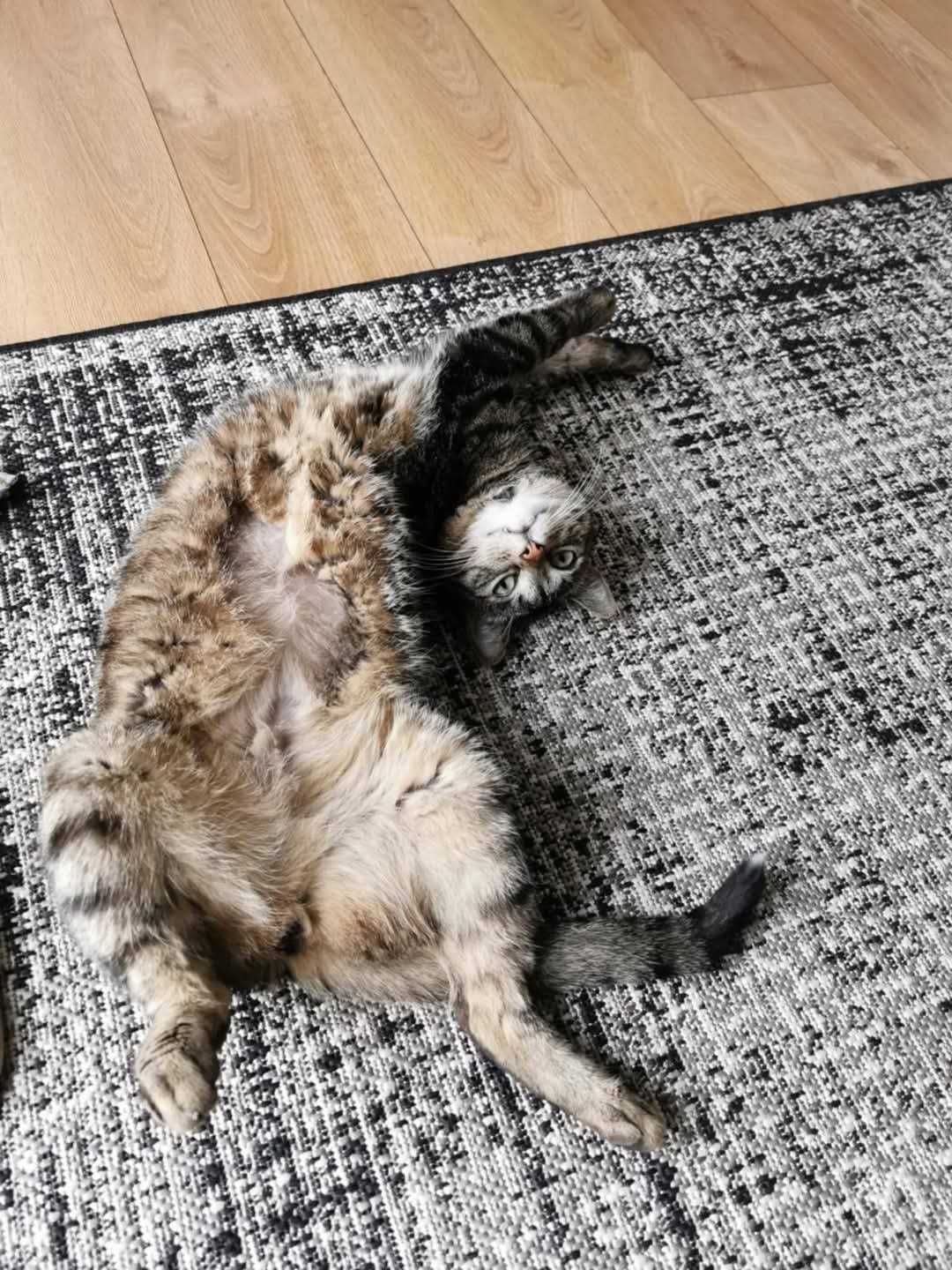 Kocur Busik szuka domu