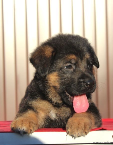 Німецька вівчарка — цуценята від чистокровних батьків