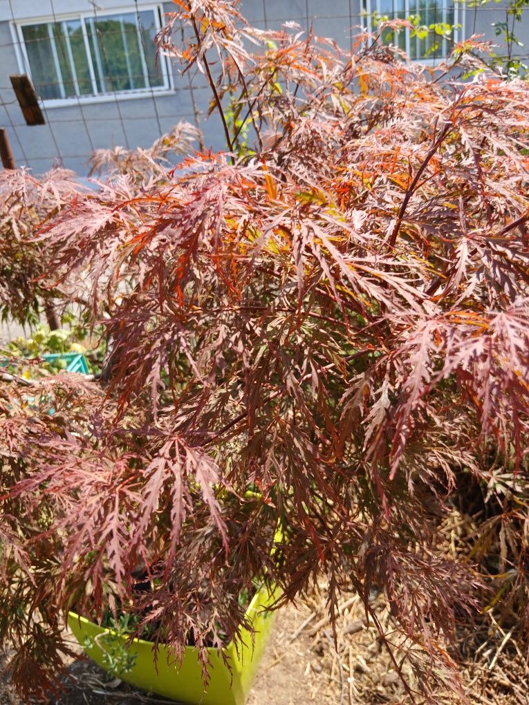 Planta grande em belo vaso, Planta Bordo Japonês, ou Acer Plamatun