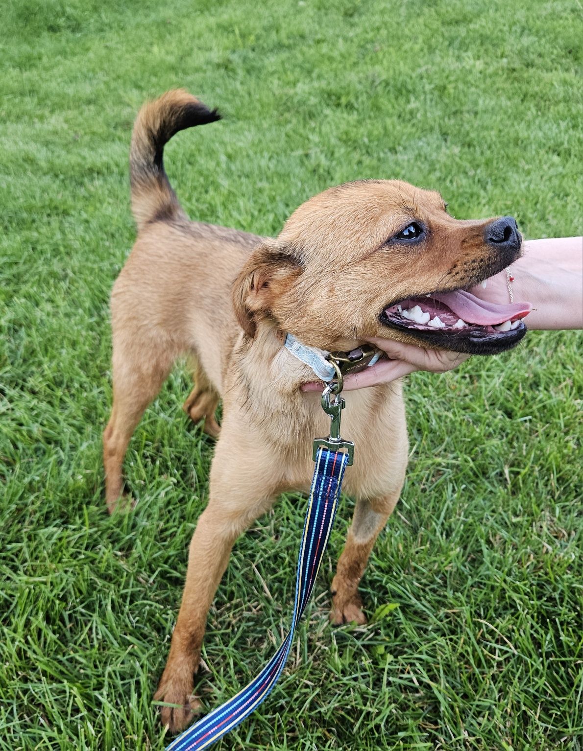 Giulia, cudowna młoda suczka do adopcji, pies, suka, adoptuj
