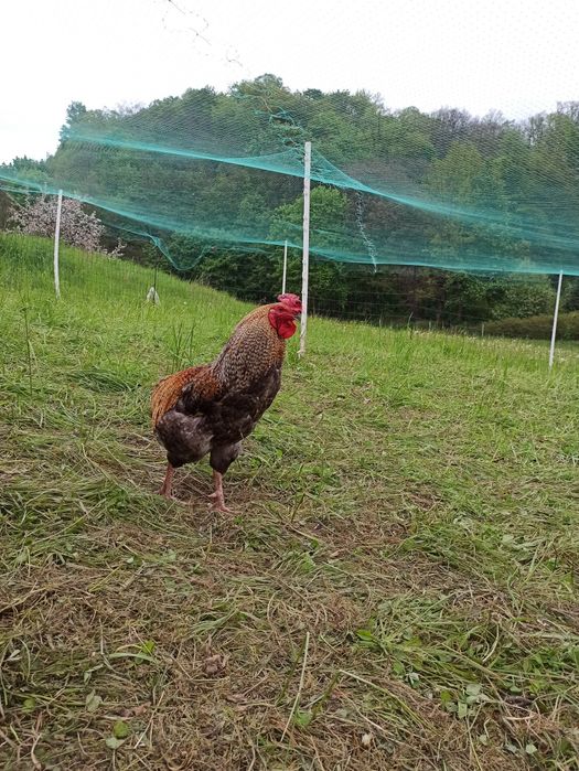 Koguty Araucana bezogoniasta