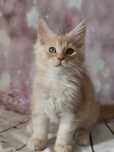 Kotka Maine coon Malinka