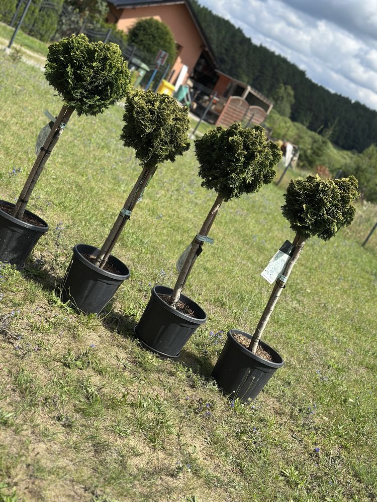 Bonsai , drzewko , jałowiec , juniperius grey owl
