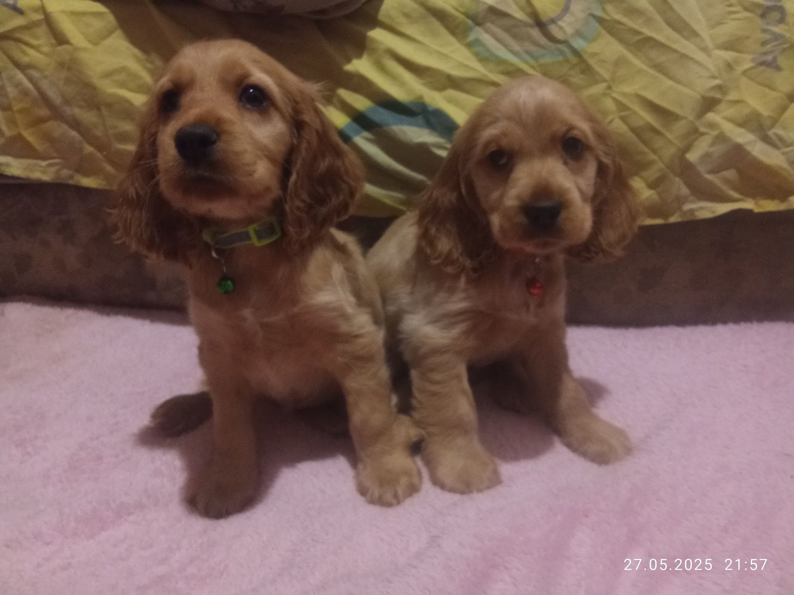 Продам цуценят англійський кокер спаньєль
