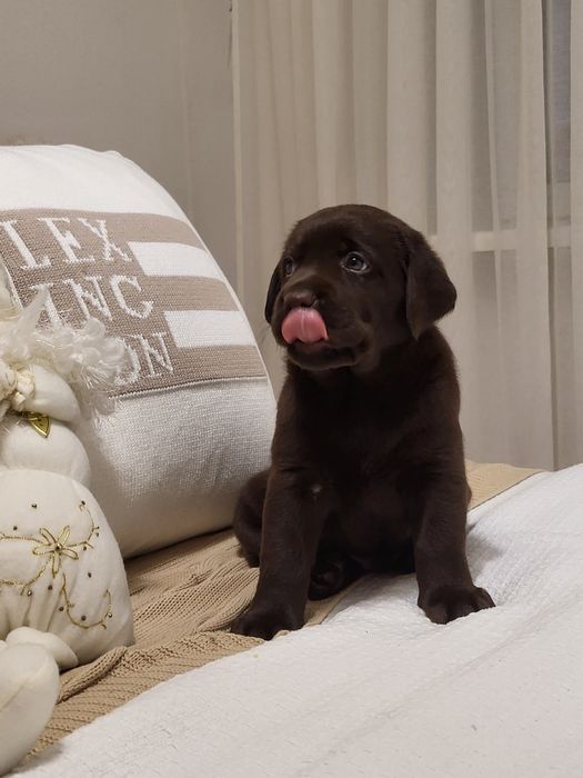 Шоколадний хлопчик!