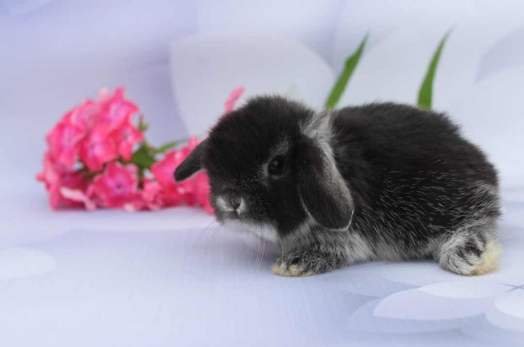 Mini lop króliki karzełek miniaturka baranek hodowla
