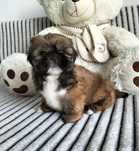 Shih Tzu śliczny piesek