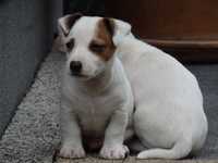 Jack Russell Terrier niziutki PIESEK short legged MALE rodzice FCI