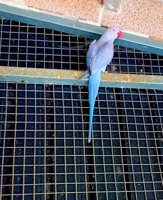 0.1Ring neck Violeta SF canela/cleartail