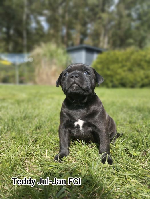 Staffordshire Bull Terrier staffik czarny samiec FCI