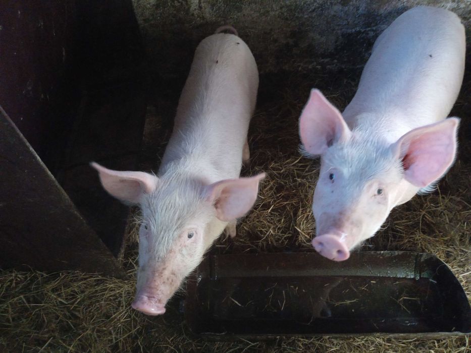 Para prosiąt WBPxDP