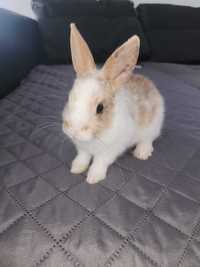 Coelhinhos (Netherland Dwarf)