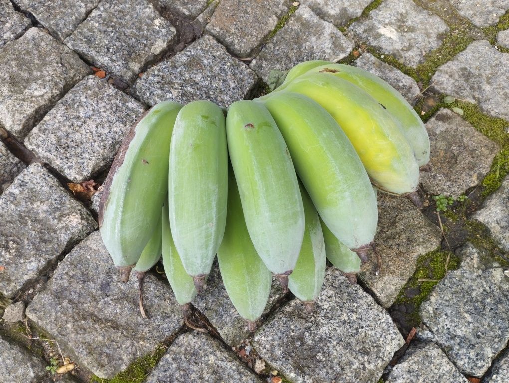 Mudas de Bananeira que dão grandes cachos de Bananas