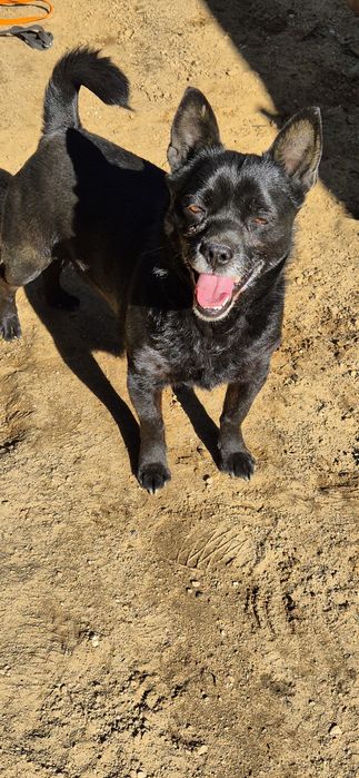 Piesek Około 4 lata