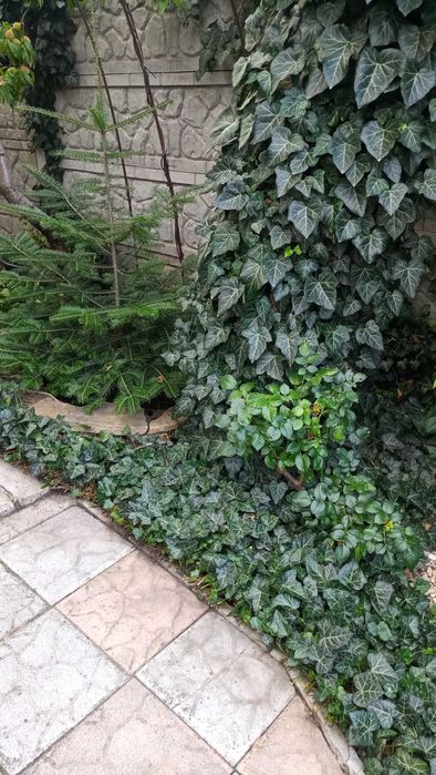 Вуличний вічнозелений плющ