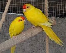 Troco varias gaiolas grandes e pequena q tenho p aves ou outras coisas