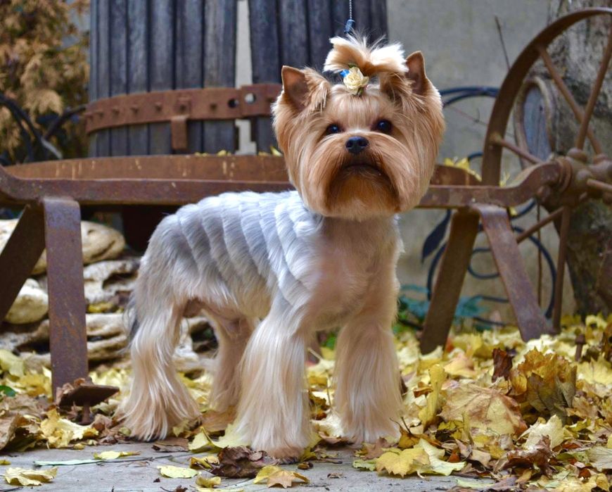 Професиональная стрижка собак