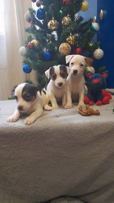 Харизматичні леді Джек рассела