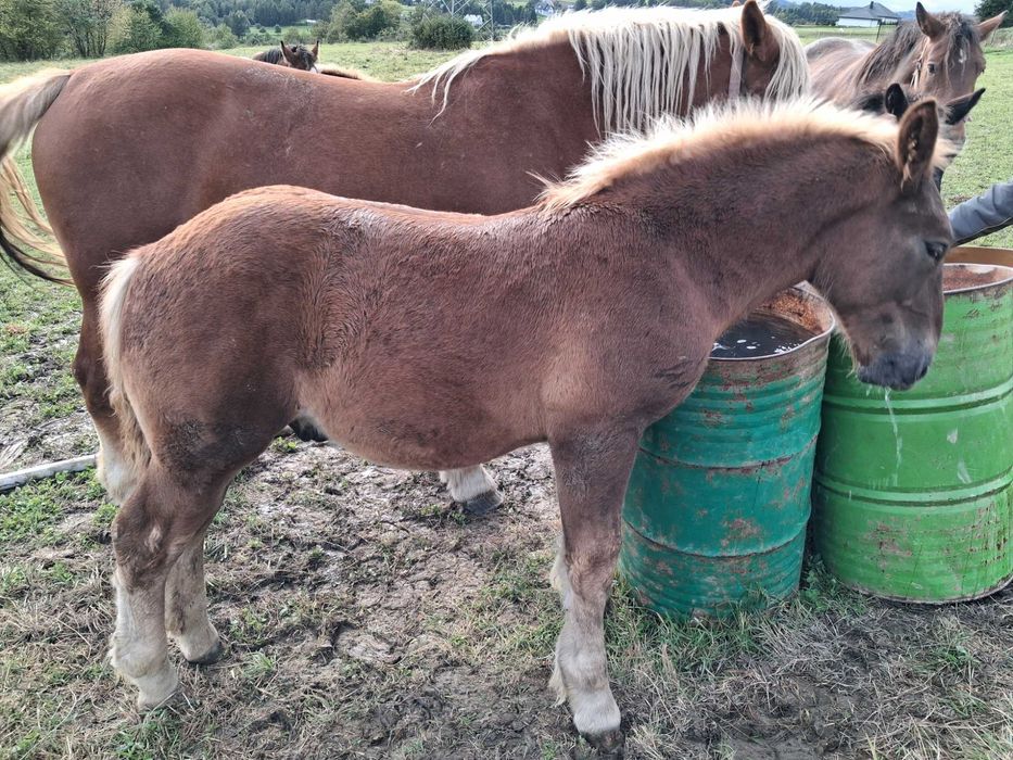 Ogierki zimnokrwiste typ sztum