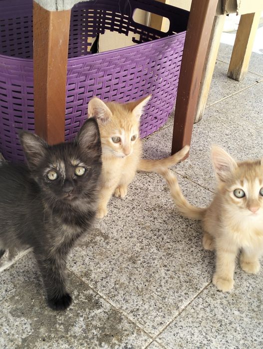 4 Gatinhos para adoção