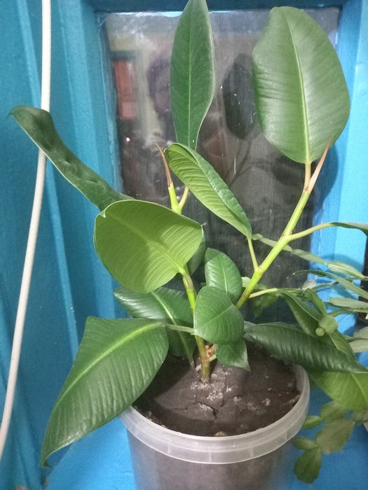 Продам фікус, молодий.