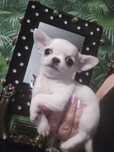 Chihuahua piesek bialy krótkowłosy