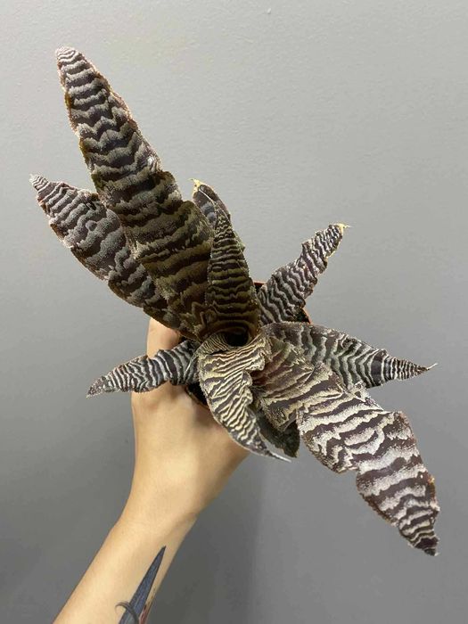 Cryptanthus zonatus - Skrytokwiat