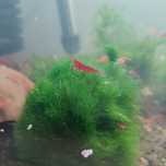 Krewetki Red Cherry, Red Sakura