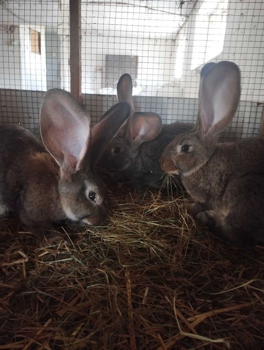 Młody tegoroczny belgijski olbrzym szary
