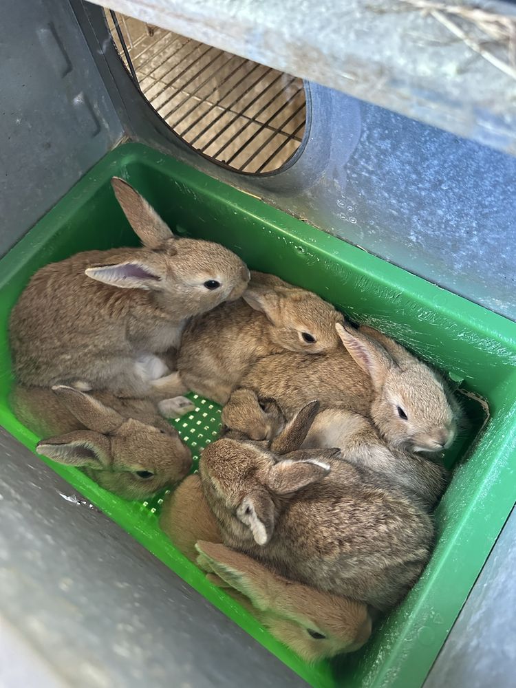 Coelhos para carne
