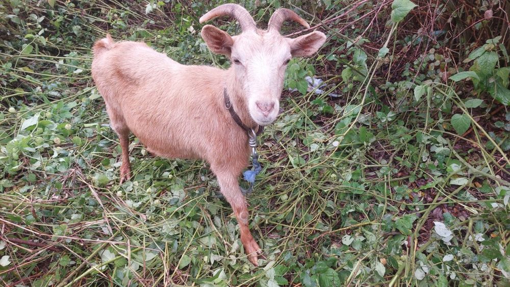 Vende se cabras e chibos