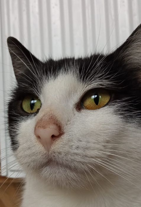 Ofelia - młoda kotka do adopcji