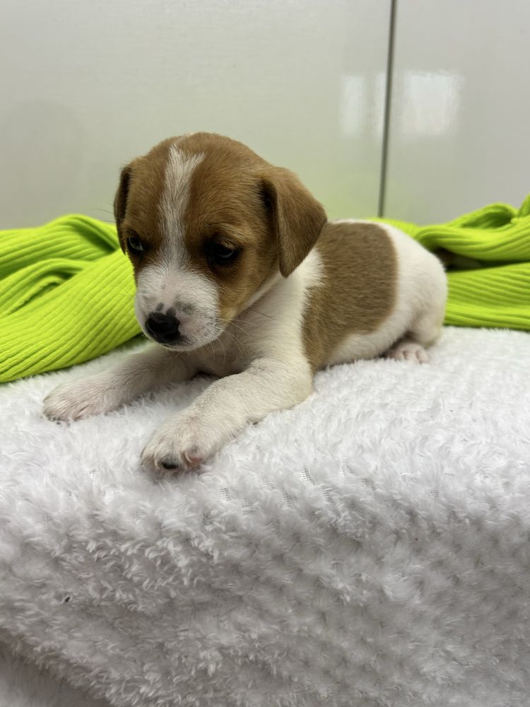 Suczka Jack Russell Terrier z Rodowodem Rodzice FCI