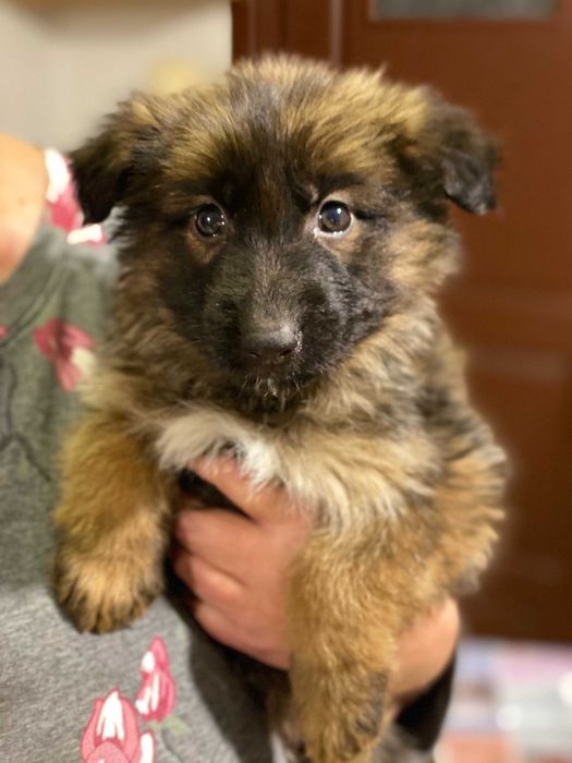 owczarek niemieci piesek