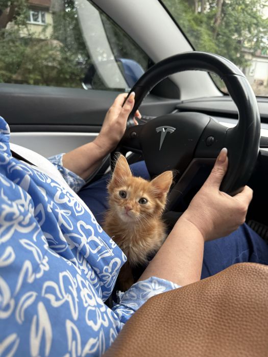 Кошеня в люблячу родину), залишився один малюк