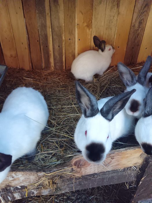 Króliki kalifornijskie