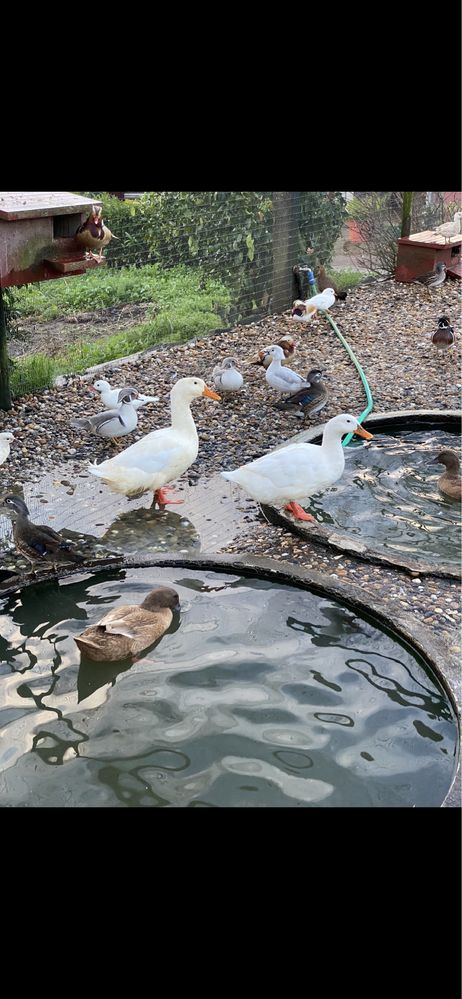 Patos de Pequim adultos