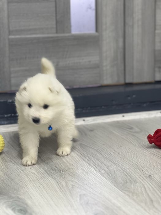 Самоєдики Ведмедики