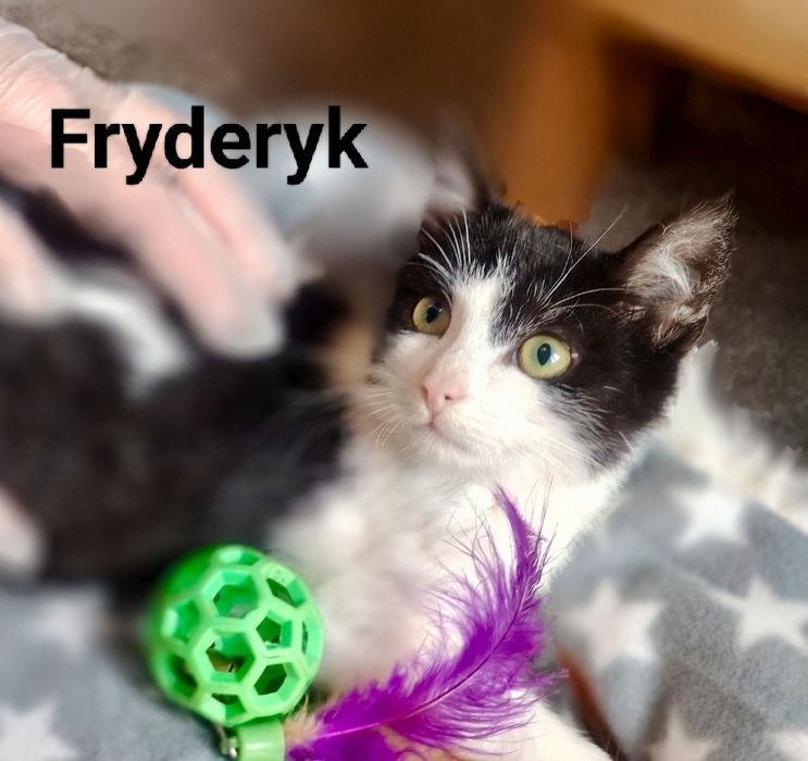 Fryderyk i Lolek błagają o szansę i domy ...