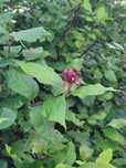 Kielichowiec plenny (calycanthus fertilis)