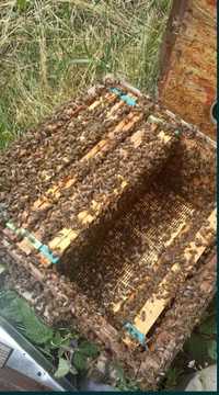 Odkłady pszczele 6 ramkowe przezimowane.