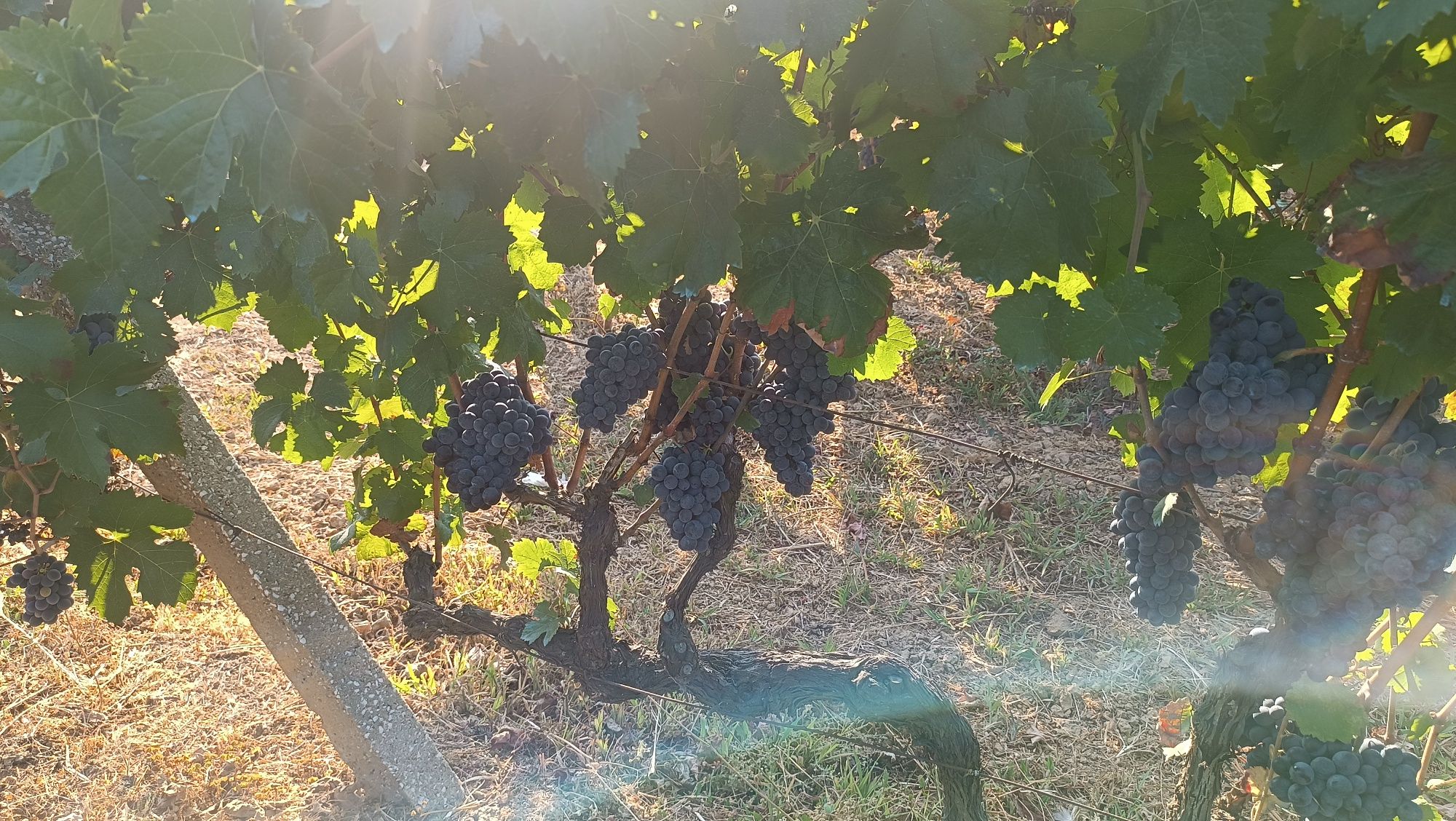 Vendo uvas para vinho