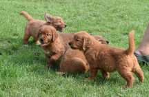 Golden retriever suczka linia amerykańska