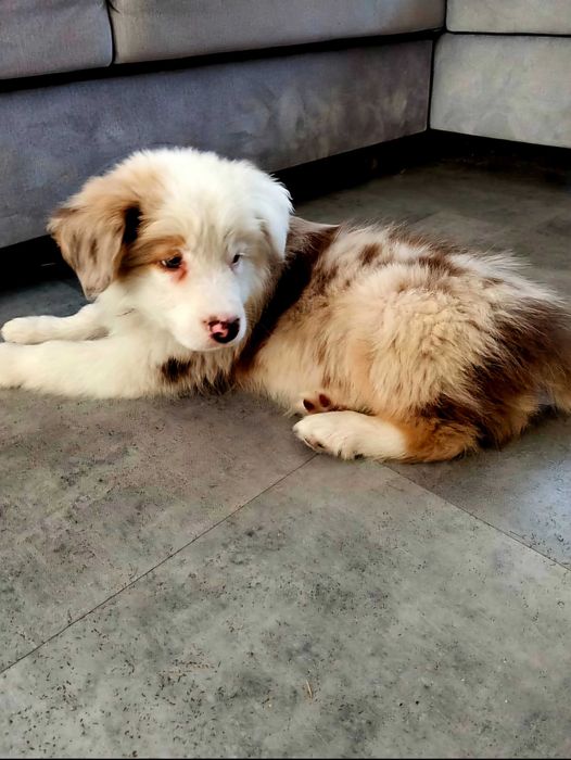 Piękny szczeniak Border Collie FCI