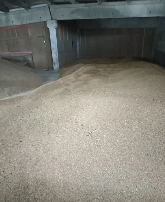 Продам пшеницу не дорого