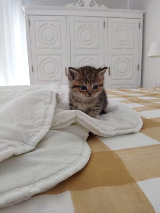 Gatinho British Shorthair Tigrado